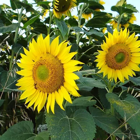 Maison Charmante A Avec Jardin Et Barbecue Nyaraló Aignes